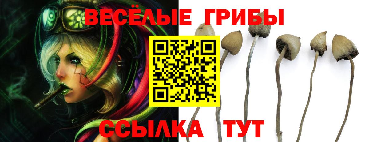 Псилоцибиновые грибы Psilocybe  Вход с VPN  Иваново 